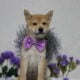 AKC Shiba Inu Curly