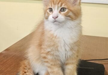Maine Coon Kittens. Championship Bloodlines.