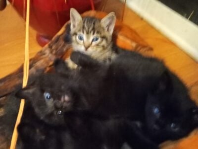 Kittens for adoption 29$ ea