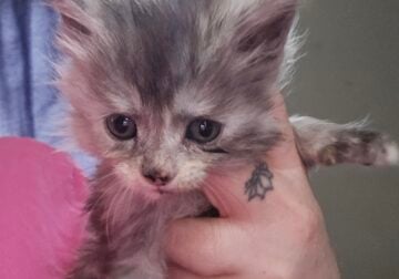 Maine coon female kitten