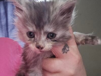 Maine coon female kitten