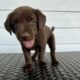 LABrador Retriever Puppies AKC Registered