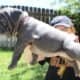 French Bulldog Female Blue Brindle
