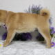 AKC Shiba Inu Larry