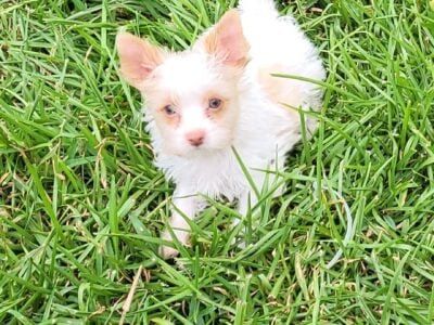 Yorkshire Terrier Akc reg mal TAN PARTI GREEN EYES
