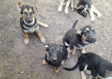 German Shepherd/Husky Mix Puppies