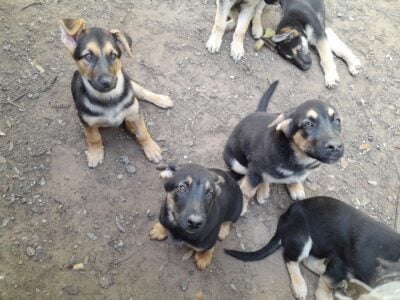 German Shepherd/Husky Mix Puppies