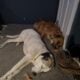 Retriever Mastiff/ Great Pyrenees puppies