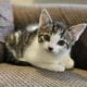 Kittens looking for a new home