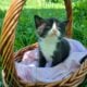 Aria (female domestic kitten)