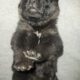 Germany shepherd puppies born 28th of February