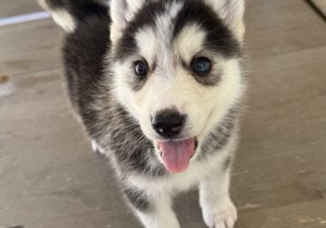 Husky Puppies for Sale