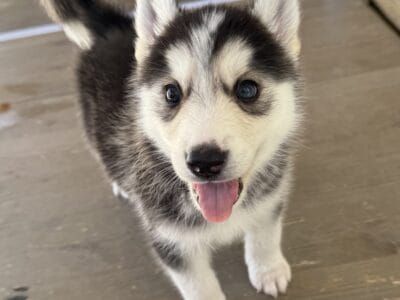 Husky Puppies for Sale