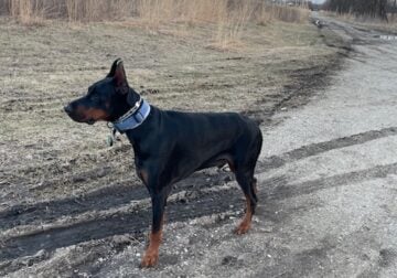 European Doberman 3 years old Trained and Socializ