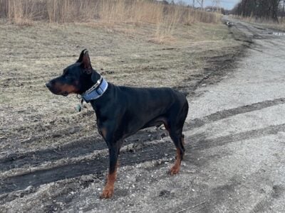 European Doberman 3 years old Trained and Socializ