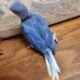 Indian Ringneck Male Clear-tail