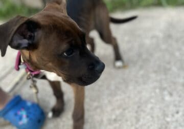 Bullmastiff x boxer needs a home!