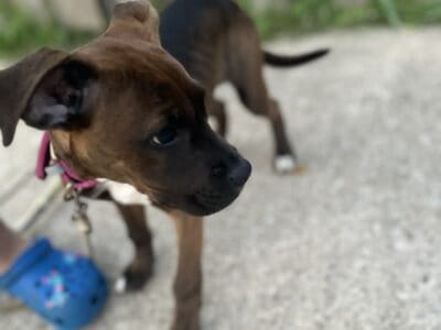 Bullmastiff x boxer needs a home!