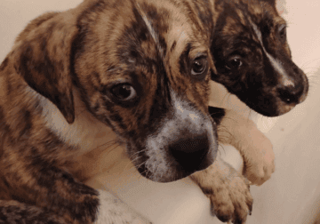 American Staffordshire, boxer, plott hound mix