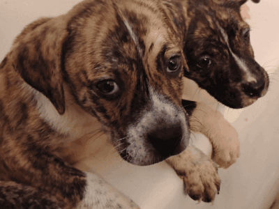 American Staffordshire, boxer, plott hound mix