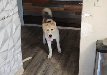7 month old akita male