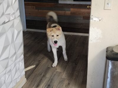 7 month old akita male