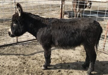 Registered Miniature Donkeys