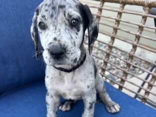 Great Dane. Annie