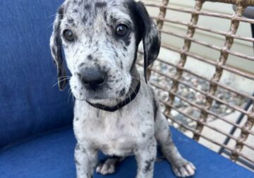 Great Dane. Annie
