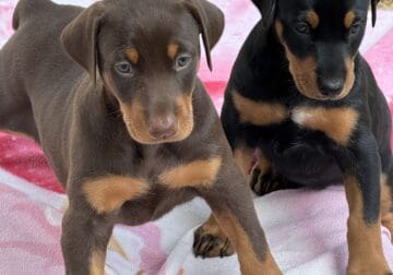 Doberman Pups