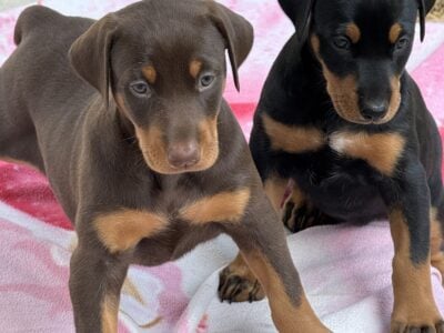 Doberman Pups