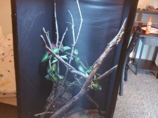 Gargoyle Gecko and converted mesh enclosure