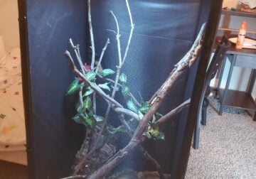 Gargoyle Gecko and converted mesh enclosure