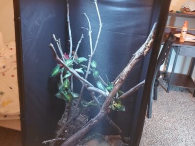 Gargoyle Gecko and converted mesh enclosure