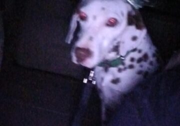 Dalmatian Girl