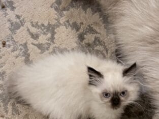 Ragdoll Girl & Boy