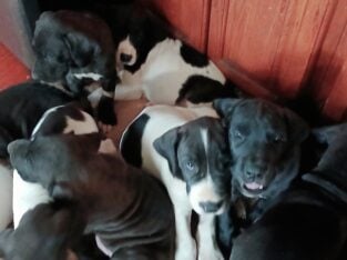 Great dane puppies