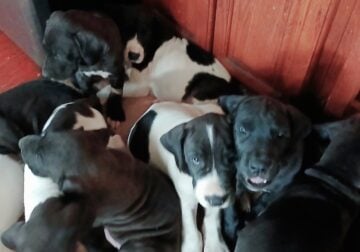 Great dane puppies