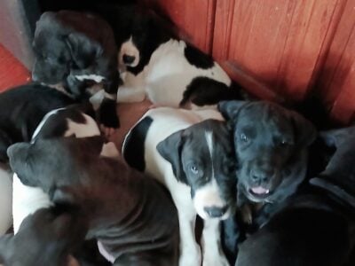Great dane puppies
