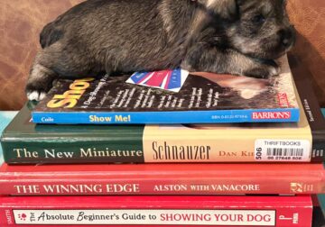AKC miniature schnauzer puppy one girl available