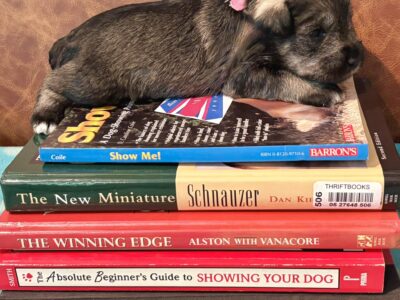 AKC miniature schnauzer puppy one girl available