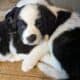 Saint Bernewfie Puppies