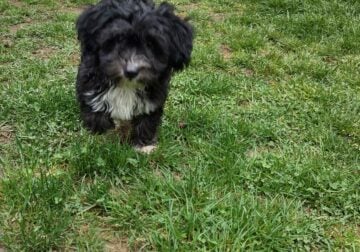 Males Maltipoo