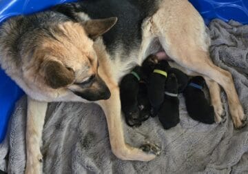 German Shepherd puppies