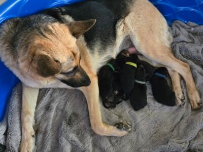 German Shepherd puppies