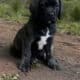 FEMALES -10 weeks – RE-HOME FEE