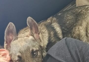 Zeus Silver German Shepherd