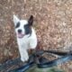 American Akita Puppies