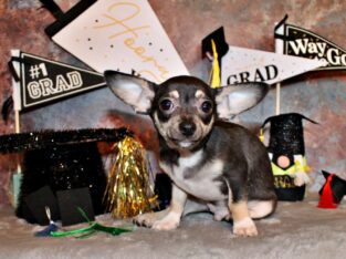 Egypt – Sweetest Little Chi Baby with Yoda Ears