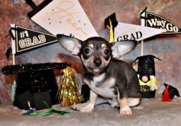 Egypt – Sweetest Little Chi Baby with Yoda Ears
